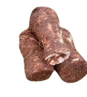 Arrowroot