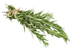 Rosemary fresh
